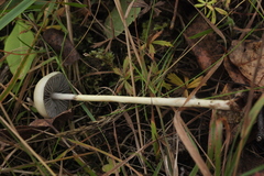 Protostropharia alcis