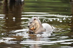Lontra provocax