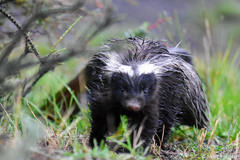 Molina's Hog-Nosed Skunk photo 3