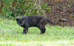 Leopardus guigna guigna