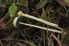 Protostropharia alcis