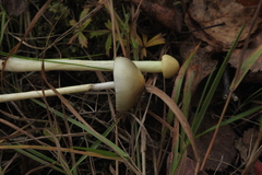 Protostropharia alcis