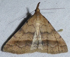 Phalaenophana extremalis