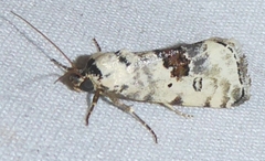 Ponometia tripartita