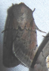 Euxoa velleripennis