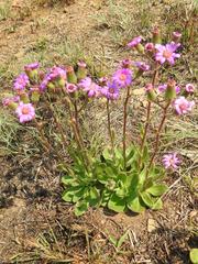 Senecio macrocephalus