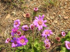 Senecio macrocephalus