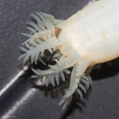Leptosynapta albicans