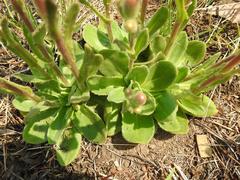 Senecio macrocephalus