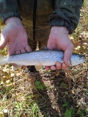 Salmo trutta fario