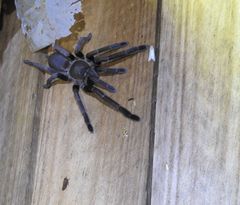 Selenocosmia