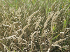 Calamagrostis extremiorientalis