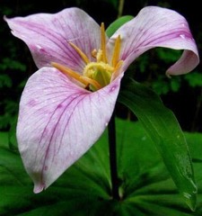 Trillium ovatum ovatum