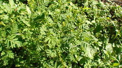 Tagetes foetidissima