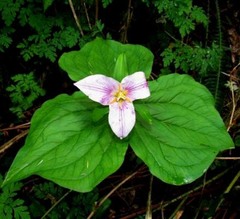 Trillium ovatum ovatum