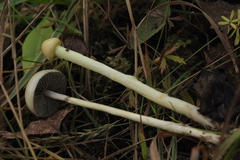 Protostropharia alcis