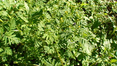 Tagetes foetidissima