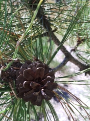 Pinus cooperi