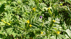 Tagetes foetidissima