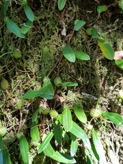 Bulbophyllum exiguum