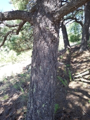 Pinus cooperi