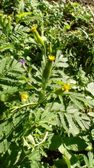 Tagetes foetidissima