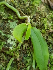 Sarcochilus