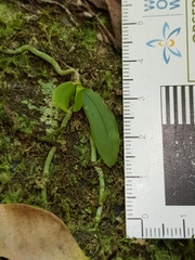Sarcochilus