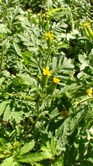Tagetes foetidissima