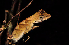 Goldenscale Anole photo 4