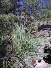 Pinus cooperi