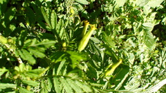 Tagetes foetidissima