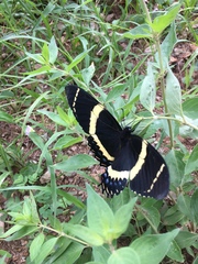 Papilio garamas garamas