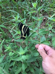 Papilio garamas garamas