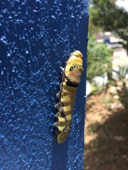 Papilio garamas garamas