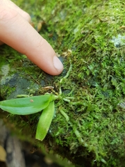 Sarcochilus
