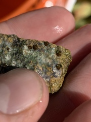Pyrgulopsis hubbsi