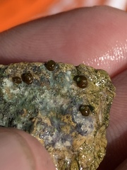 Pyrgulopsis hubbsi