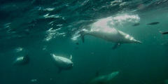 Delphininae