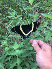 Papilio garamas garamas