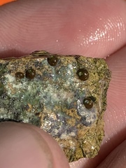 Pyrgulopsis hubbsi