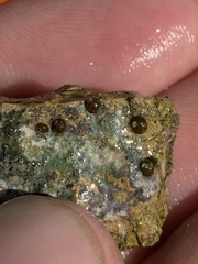 Pyrgulopsis hubbsi