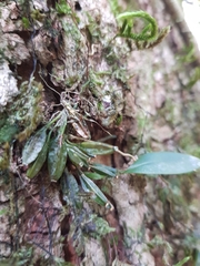 Dendrobium tetragonum