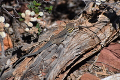 Ctenophorus modestus