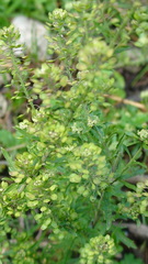 Lepidium schaffneri