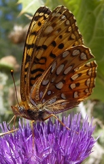 Speyeria hesperis ratonensis
