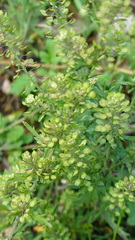 Lepidium schaffneri