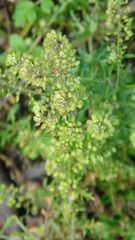 Lepidium schaffneri