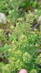 Lepidium schaffneri