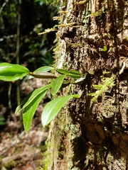 Dendrobium tetragonum